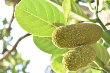 Jackfruit trees belong to the morceau tribe