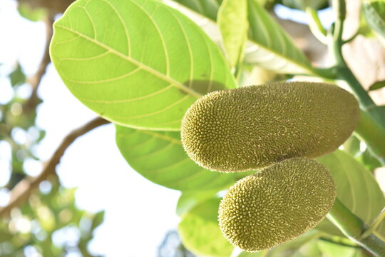 Jackfruit trees belong to the morceau tribe