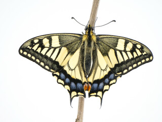 羽を広げたアゲハ蝶