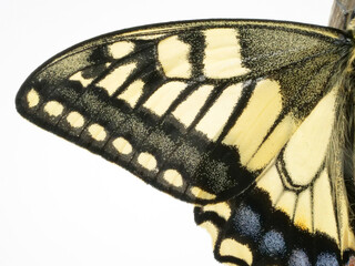 ナミアゲハの羽のアップ