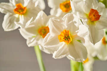 Background of beautiful narcissus flowers.