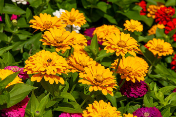 Sydney Australia, yellow zinnia flowers in garden