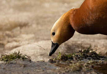 A duck walking on the ice of the lake