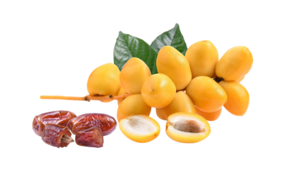 fresh and dry date palm  fruit on transparent png
