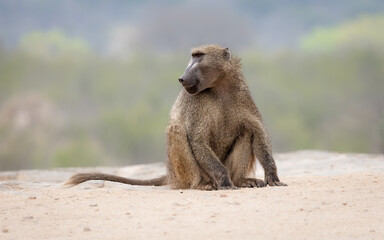 Baboon sitting on rock looking around warily