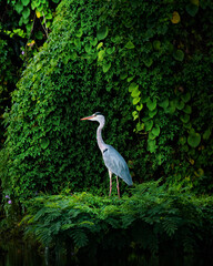 Fototapeta premium Great blue heron