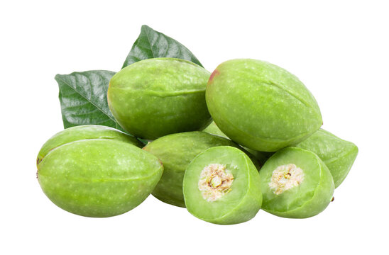 Chebulic Myrobalans, Myrolan Wood (Terminalia chebula Retz.) Fruit, medicinal properties on transparent png