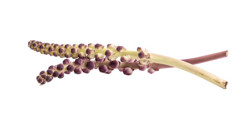 Torch ginger or Aspidistra sutepensis on transparent png