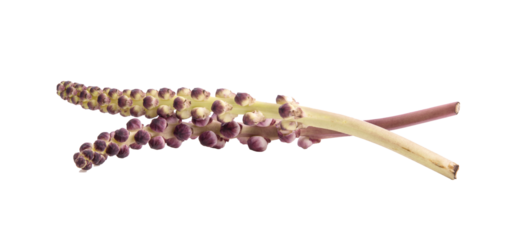 Torch ginger or Aspidistra sutepensis on transparent png