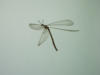 飛んでいるウスバカゲロウ