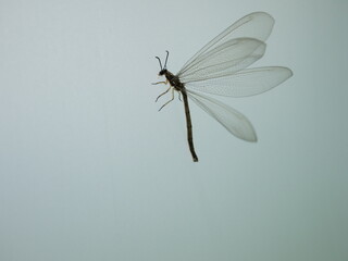 羽を開くウスバカゲロウ