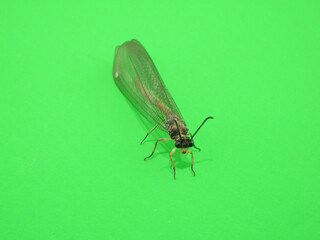 前向きウスバカゲロウ