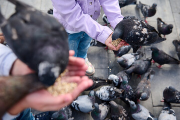 Selective focus on a pigeon sitting on child's hands and feeding with bird seeds in park square,...