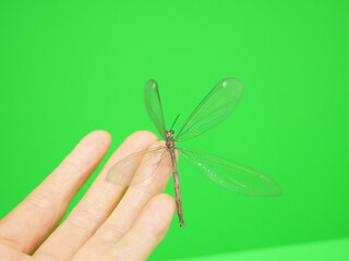 手から飛び立とうとするウスバカゲロウ