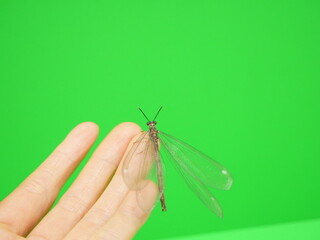 手の上にとまるウスバカゲロウ