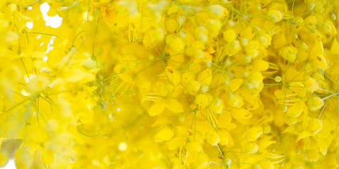 Golden Shower Tree for background. (Cassia fistula) selective focus.