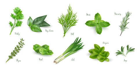 Green herbs set isolated on white background. Thyme, rosemary, mint, oregano, basil, sage, parsley, dill, bay leaves, leek spices vector illustration. Herbal seasoning ingredients for cooking - obrazy, fototapety, plakaty