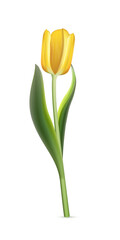 Yellow tulip on white background. Realistic spring colorful flower vector illustration. Floral decorative plant with petals and green leaves in blossom. Gift for holiday, design for card