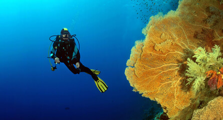 Taucherin bewundert Gorgonien-Korallen im Roten Meer