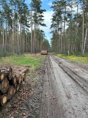 Holz Wirtschaft Brennholz Bauholz Weg Forstweg Wald