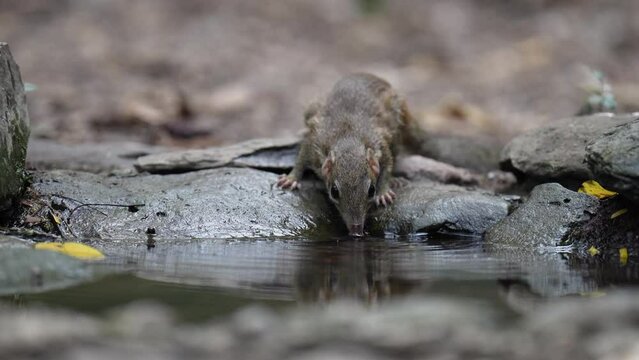 Pallas's squirrel, Red-bellied squirrel drinking water in pond.