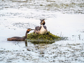 A pair of water birds, Great Crested Grebe, feeding chick at nest.