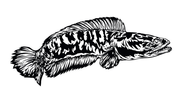 Snakehead fish vector isolated on white background