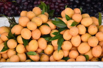 Fresh organic sweet yellow Marian plum in foam container selling in Thai fresh market