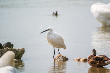 The small white heron or Little egret stands in the lake