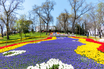 Shapes of Colorful Tulips at Emirgan Park, Istanbul