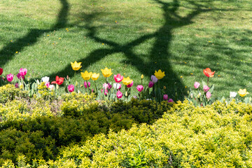 Green Istanbul Park with Plenty of colorful Tulips at Spring time