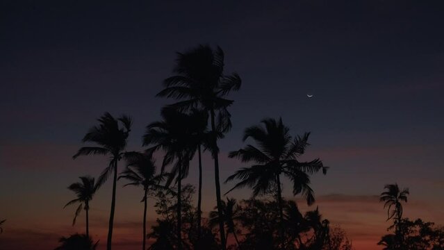 Silhouettes of palm trees against beautiful night sky. Palm trees sway in the wind. Picturesque tropical landscape at sunset.