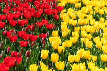 Close view of red and yellow Tulips in a Garden