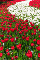 Close View of Red and White Tulips in a Garden