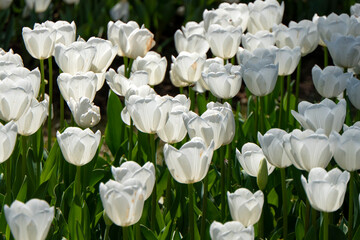 Close View of plenty of white tulips in a garden