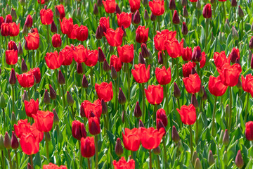 Field of red Tulips in a garden
