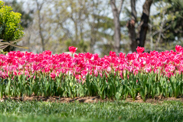 Plenty of Pink Tulips in a Garden