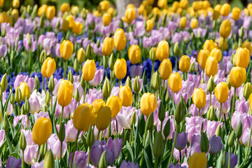 Large field of Tulips in pastel colors