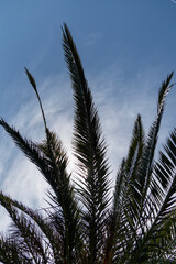 View from Below of Palm Tree on Sky Background