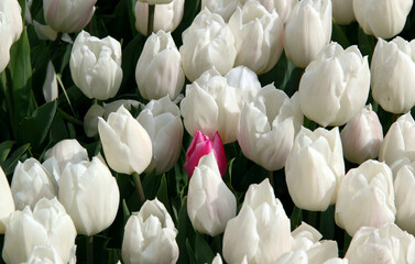 White tulips with one pink tulip in the center close up in Goztepe Park during the annual Istanbul...
