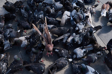 Top view group of rock pigeons or doves crowding the streets and public squares feeding on discarded food and bird seeds. Animal background
