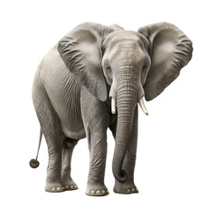 Elephant on transparent background, created with generative AI