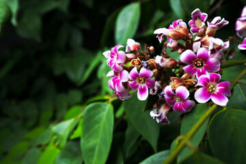 close-up of the flower of the star fruit (Averrhoa carambol) blooming against the background of dense green leaves	