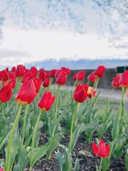 field of tulips against blue sky