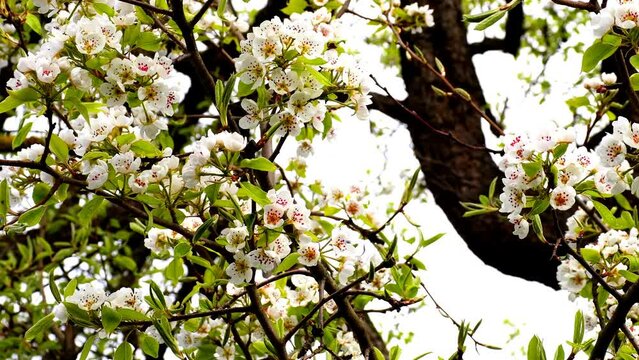 
pear blossom, branch with flowers and a camera drive along the flowers