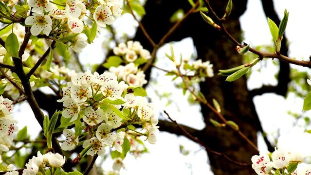 
pear blossom, branch with flowers and a camera drive along the flowers