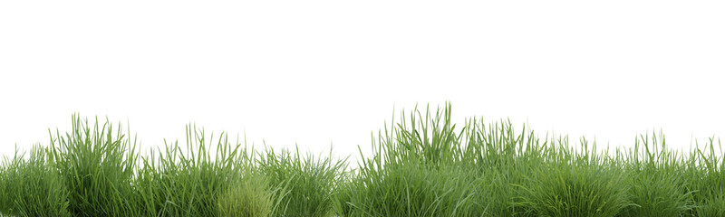 Fototapeta na wymiar Green grass border on transparent background, nature meadow, green field, 3d render illustration.