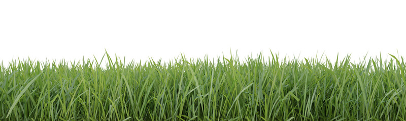 Green grass border on transparent background, nature meadow, green field, 3d render illustration.