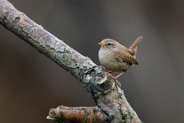 Beautiful nature scene with Common kingfisher (Alcedo at Eurasian Wren (Troglodytes troglodytes). Wildlife shot of Eurasian Wren (Troglodytes troglodytes) on the branch.