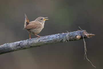 Beautiful nature scene with Common kingfisher (Alcedo at Eurasian Wren (Troglodytes troglodytes). Wildlife shot of Eurasian Wren (Troglodytes troglodytes) on the branch.